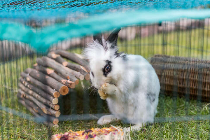 TRIXIE natura Freilaufgehege mit Schutznetz